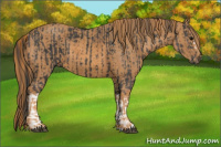 Horse Color:Black  Brindle