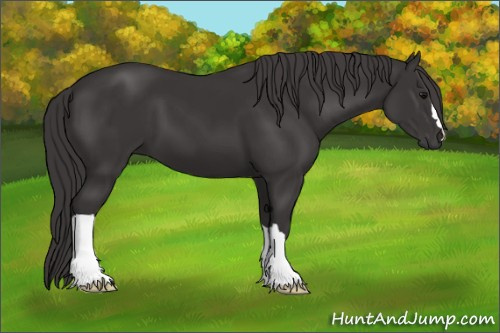 Horse Color: Smoky Black 