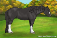 Horse Color:Smoky Black 