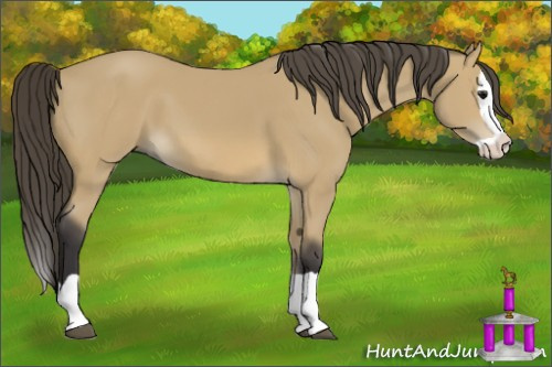 Horse Color: Buckskin Splash 