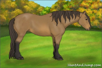 Horse Color:Buckskin 