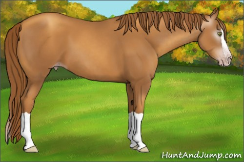 Horse Color:Gray Gold Champagne Splash