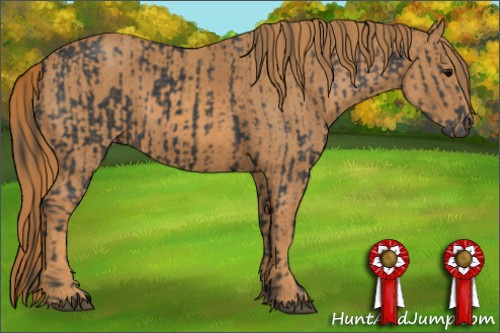 Horse Color: Black  Brindle