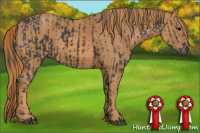 Horse Color:Black  Brindle