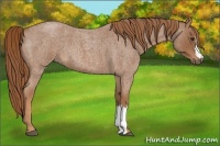 Horse Color:Red Roan 