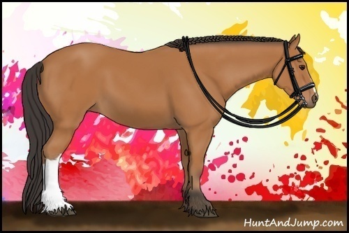 Horse Color: Unknown 