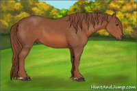 Horse Color:Liver Chestnut 