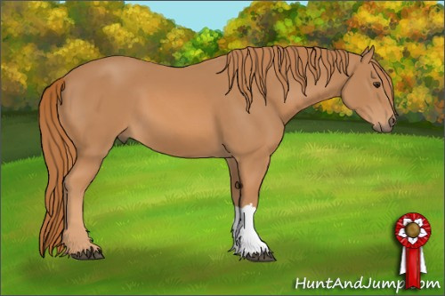 Horse Color: Chestnut 