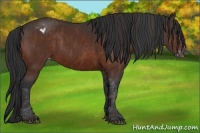 Horse Color:Bay Splash Tobiano Appaloosa Brindle