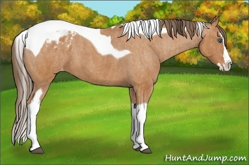 Horse Color: Bay Splash Tobiano Blanket  Brindle