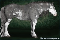 Horse Color:Black Sabino  Brindle