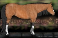 Horse Color:Bay  Brindle