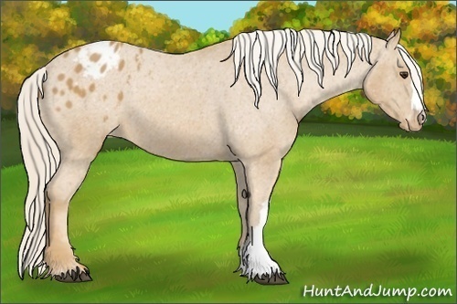 Horse Color: Palomino Blanket 