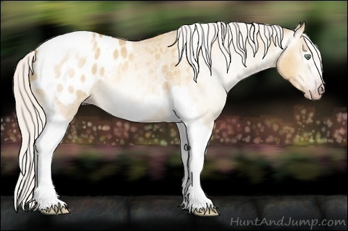 Horse Color:Gray Silver Amber Cream Champagne Roan Dun Splash Tobiano Frame Appaloosa Rabicano 