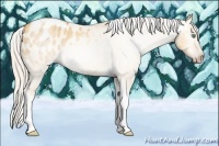 Horse Color:Gray Silver Amber Cream Champagne Roan Dun Splash Tobiano Frame Appaloosa Rabicano 