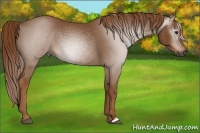 Horse Color:Gray Chestnut 