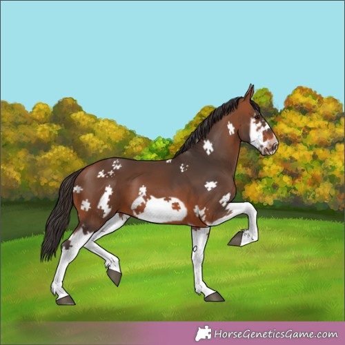 Horse Color:Bay Splash Frame 