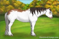 Horse Color:Bay Splash Frame