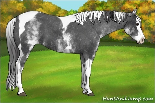 Horse Color: White Spotted Black Splash Tobiano Blanket 