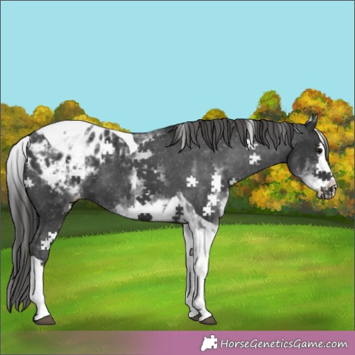Horse Color:White Spotted Black Splash Tobiano Appaloosa 