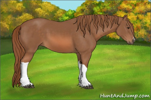 Horse Color: Liver Chestnut 