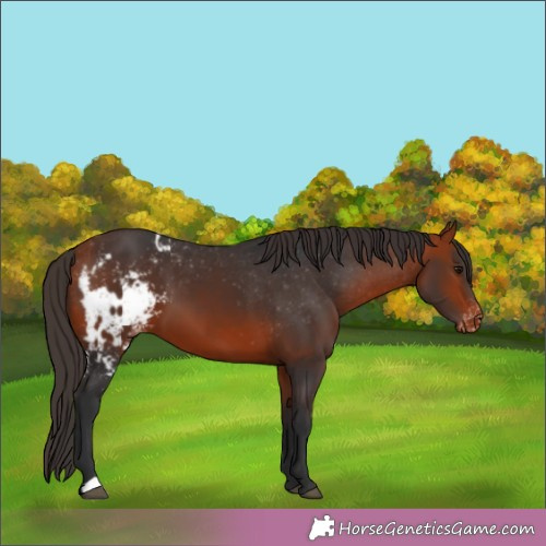 Horse Color:Bay Appaloosa 