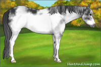 Horse Color:White Spotted Black Frame 