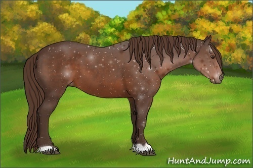 Horse Color: Liver Chestnut 