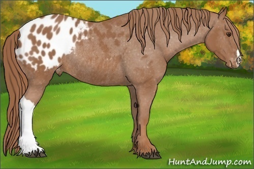 Horse Color: Chestnut Blanket Rabicano 