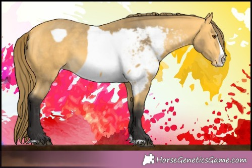 Horse Color:Buckskin Mushroom Splash Appaloosa
