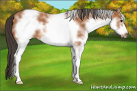 Horse Color:White Spotted Bay Frame
