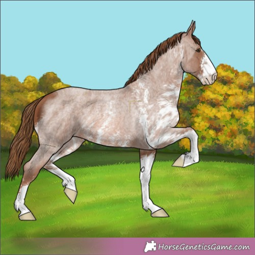 Horse Color:Red Roan Sabino 