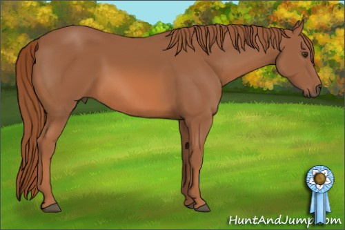 Horse Color: Chestnut 