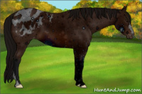 Horse Color:ERROR: UNKNOWN ANOMALY