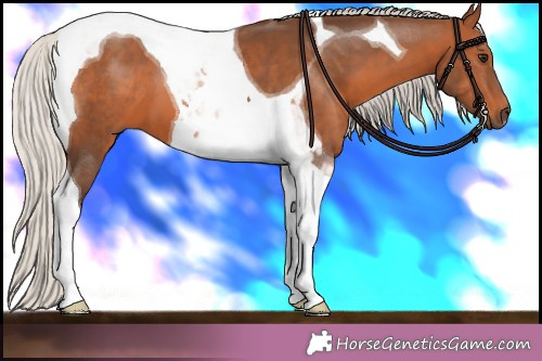 Horse Color: Silver Brown Tobiano 