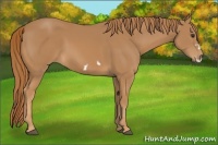 Horse Color:Chestnut Frame 