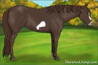 Horse Color:Liver Chestnut Frame 