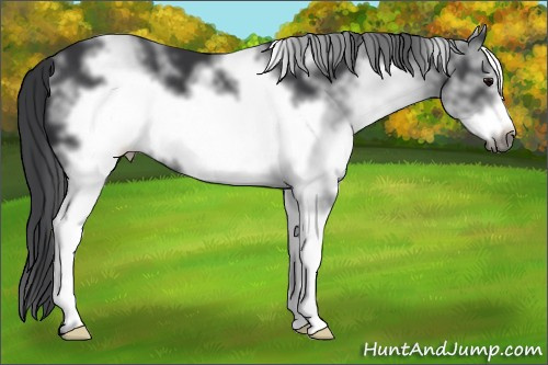 Horse Color: White Spotted Black Frame 