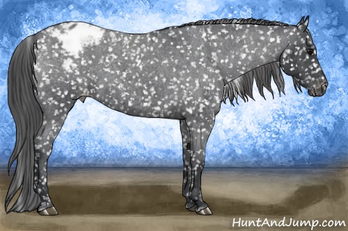 Horse Color: Blue Roan Snowcap 