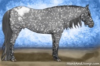 Horse Color:Blue Roan Appaloosa