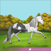 Horse Color:Black Splash Snowcap 