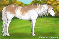 Horse Color:White Spotted Silver Bay Splash Appaloosa 