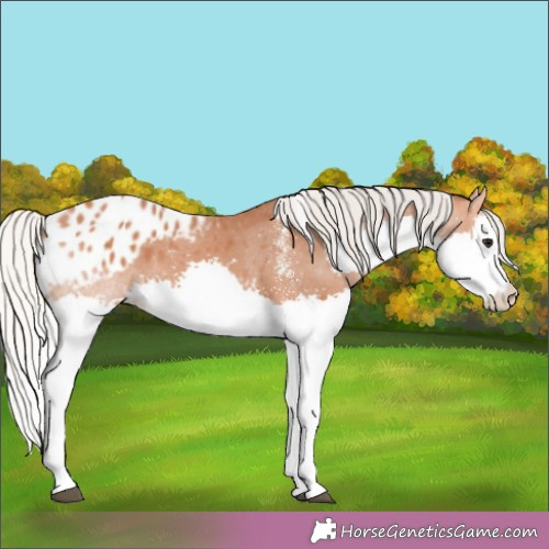 Horse Color:White Spotted Silver Bay Splash Appaloosa 