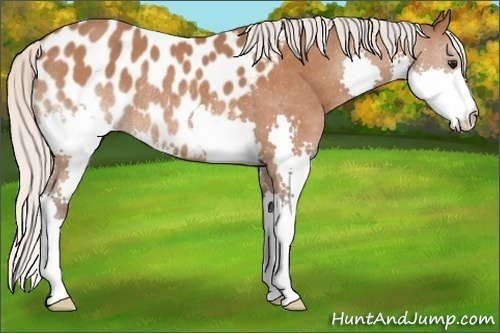 Horse Color:Silver Bay Splash Appaloosa Rabicano 
