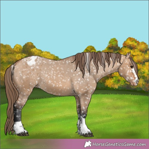 Horse Color:Bay Dun Appaloosa 