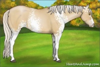 Horse Color:White Spotted Silver Brown Pearl Dun Sabino 