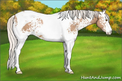 Horse Color: White Spotted Silver Black Pearl Tobiano 