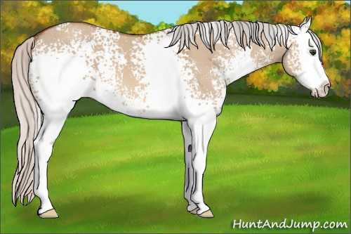 Horse Color: White Spotted Silver Bay Dun Sabino 