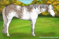 Horse Color:White Spotted Silver Grullo Sabino 