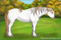 Horse Color:White Spotted Chestnut Frame 